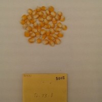 CIMMYTMA 5002 - Reference Inventory.jpg