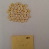 CIMMYTMA 5053 - Reference Inventory.jpg