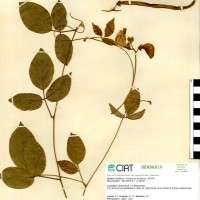 15448 herbarium