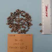 CIMMYTMA 13564 - Reference Inventory.jpg