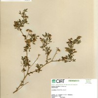 17694 herbarium