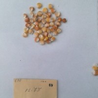 CIMMYTMA 69 - Reference Inventory.jpg