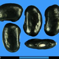 G2917 seed.jpg
