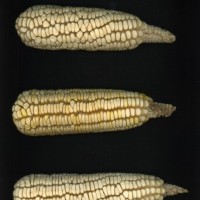 CIMMYTMA 18886 NAYA 65 AF18A-0903-69 E.jpg