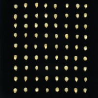 CIMMYTMA 24909 PERU 1316 TC22U-2903-133 K.jpg