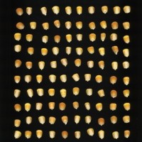 CIMMYTMA 5163 GUAT 62 AF19A-0903-25 K.jpg