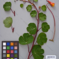 CIP 203033 Herbarium