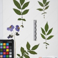 CIP 765722_RPSP 034_17.jpg