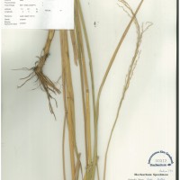 IRGC 101221 Herbarium