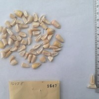 CIMMYTMA 1647 - Reference Inventory.jpg