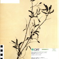 8843 herbarium