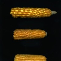 CIMMYTMA 4912 BRAZ 1986 AF20A-0903-51 E.jpg