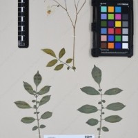 CIP 762631_OCHS 12596_18.jpg