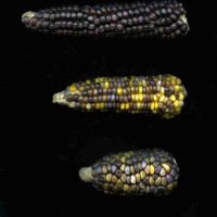 CIMMYTMA 19475 CHIS 219 TC18U-2903-69 C.jpg