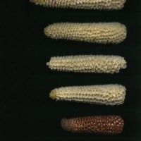 CIMMYTMA 8905 ECUA 881 TC24U-2903-248 C.jpg