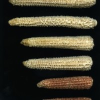 CIMMYTMA 171 MICH 29 GD21B-6903-84 C.jpg