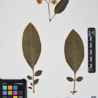 CIP 760537_HAM 205_05.jpg