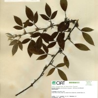 33402 herbarium