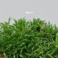 CIP 420660 (plant).jpg