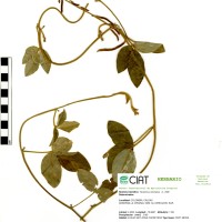 9967 herbarium