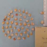 CIMMYTMA 5386 - Reference Inventory.jpg