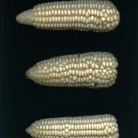 CIMMYTMA 27542 GUAT 1034 GD21B-6903-146 E.jpg