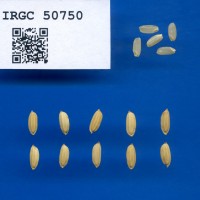 IRGC 50750 Seed Photo
