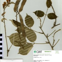 22378 herbarium