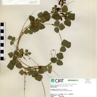 17069 herbarium