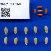 IRGC 11960 Seed Photo