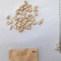 CIMMYTMA 638 - Reference Inventory.jpg