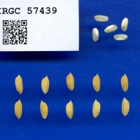 IRGC 57439 Seed Photo