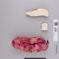 CIP 420341 (root).jpg