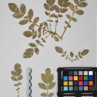 CIP 761429_OCHS 12062_06.jpg