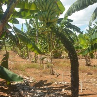 6.4.13 - Rachis appearance