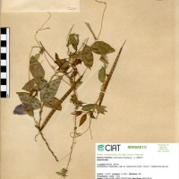 5237 herbarium