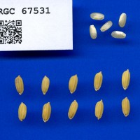 IRGC 67531 Seed Photo