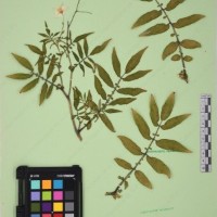 CIP 761164_OCHS 11007_07.jpg