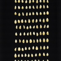 CIMMYTMA 24568 MEXI 683 TC20U 2903 187 K0280 _compress.jpg