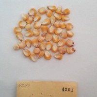 CIMMYTMA 4201 - Reference Inventory.jpg