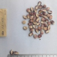 CIMMYTMA 437 - Reference Inventory.jpg