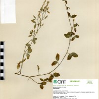 14253 herbarium