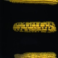 CIMMYTMA 21477 PAZM 05068 AF18A-0903-3 E.jpg