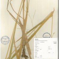 IRGC 100949 Herbarium