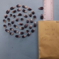 CIMMYTMA 7877 - Reference inventory.jpg