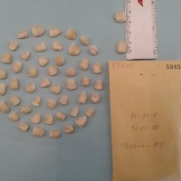 CIMMYTMA 5985 - Reference Inventory.jpg