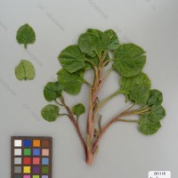 CIP 201116 Herbarium