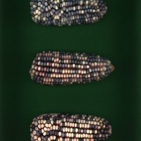 CIMMYTMA 25130 TLAX 229 BA22U-2903-49 E.jpg