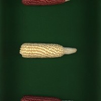 CIMMYTMA 19129 BRAZ RR048 AF23A-0903-24 E.jpg