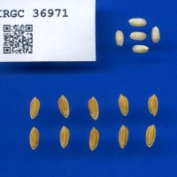 IRGC 36971 Seed Photo